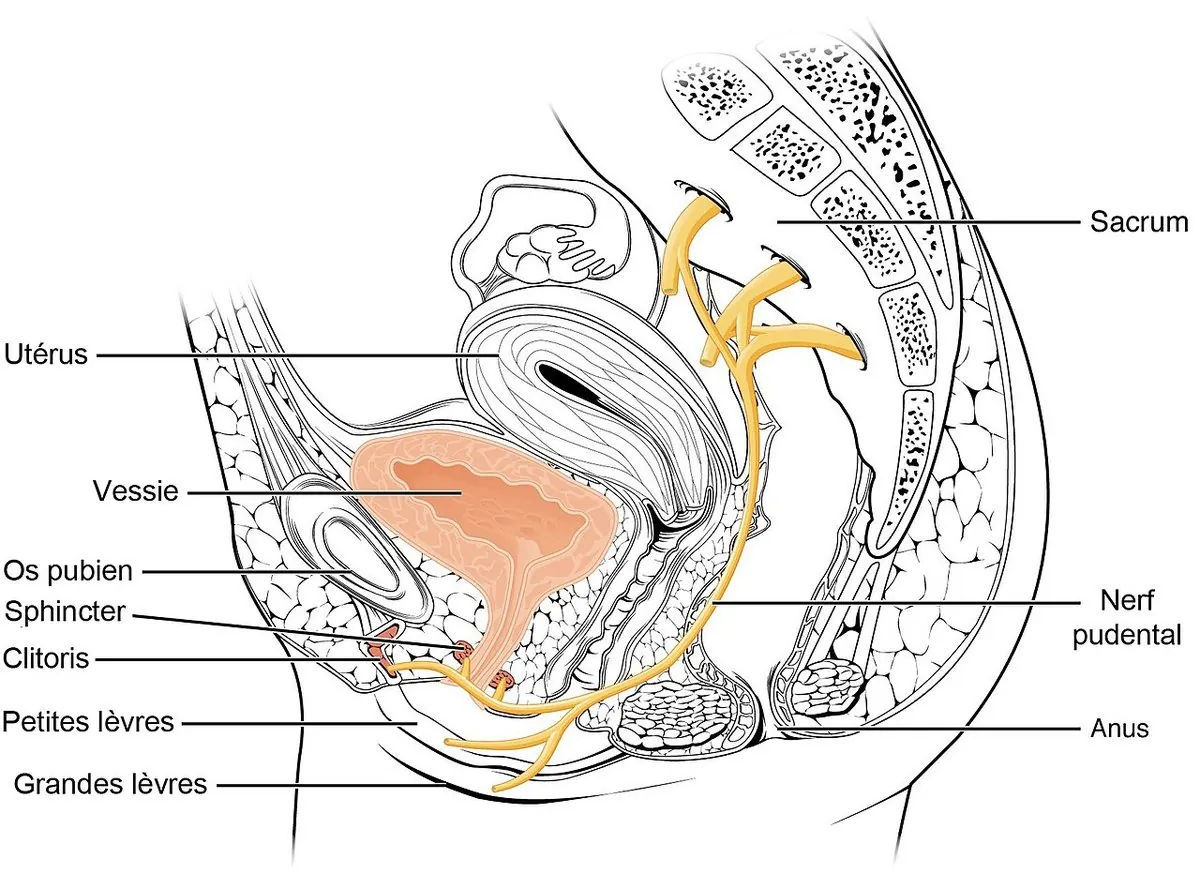Coupe sagittale du bassin féminin montrant la vessie en avant, l’utérus au-dessus et en arrière, le sacrum, le rectum et le nerf pudendal.