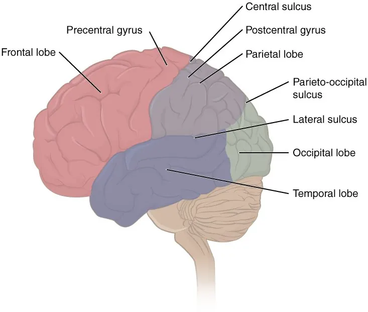 Hémisphère cérébral gauche vu de côté, avec les lobes frontal, pariétal, occipital et temporal en couleurs différentes.