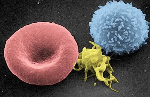 Trois cellules du sang : à gauche un globule rouge en disque creusé, au centre une plaquette jaune irrégulière, à droite un globule blanc bleu hérissé.