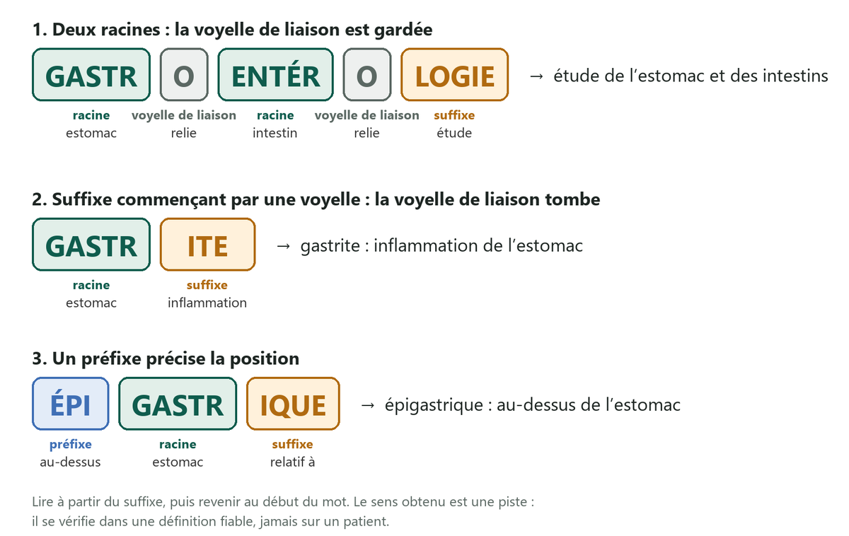 Le mot gastro-entérologie découpé en cinq cases colorées : racine gastr, voyelle o, racine entér, voyelle o, suffixe logie, avec le sens de chaque élément.