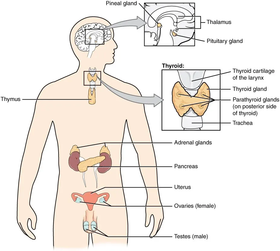 Silhouette humaine montrant l’hypophyse, l’épiphyse, la thyroïde, les parathyroïdes, le thymus, les surrénales, le pancréas, les ovaires et les testicules.