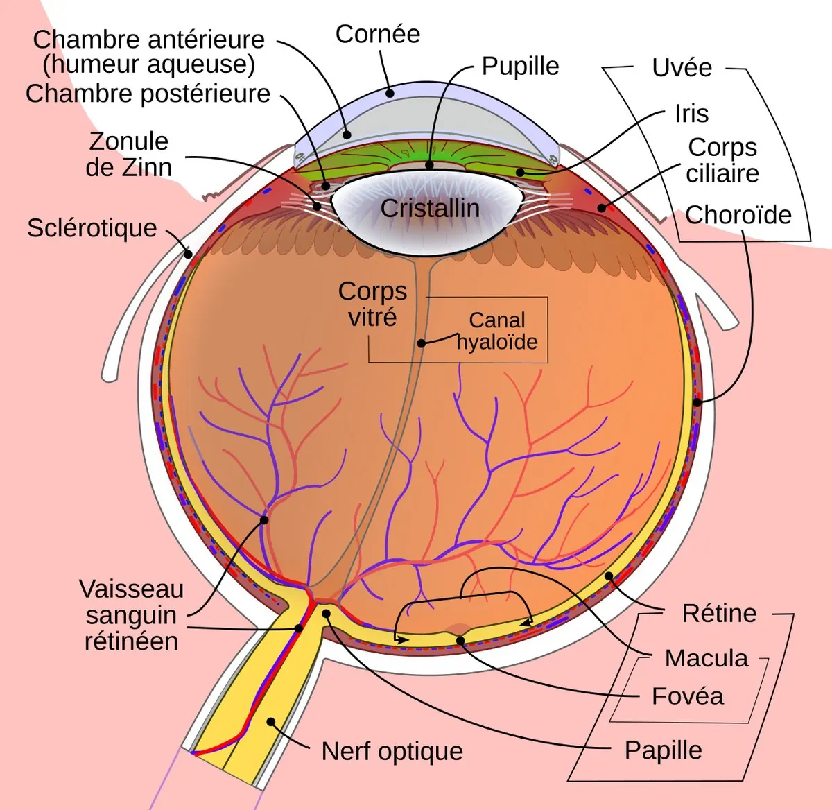 Coupe de l’œil : cornée, iris, pupille, cristallin, corps vitré, rétine, macula, fovéa, papille et nerf optique.