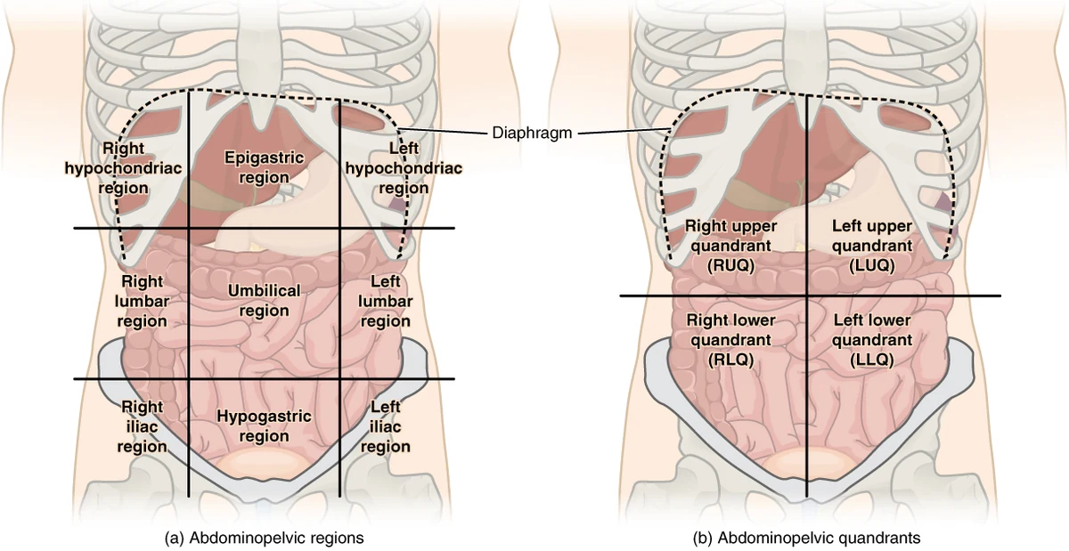 Deux vues de l’abdomen : à gauche, neuf régions ; à droite, quatre quadrants centrés sur l’ombilic.