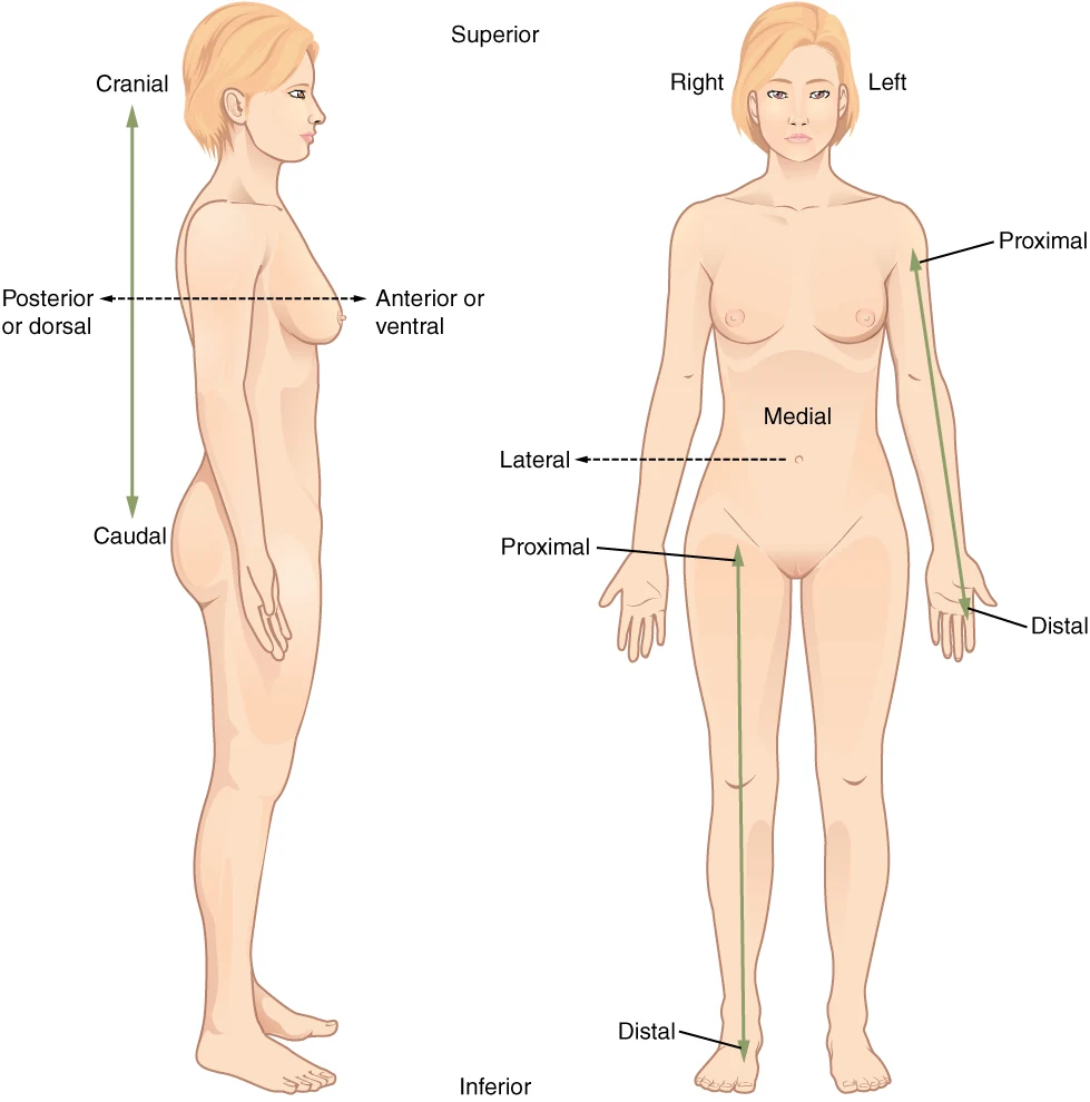 Silhouettes de face et de profil avec des flèches indiquant supérieur, inférieur, antérieur, postérieur, médial, latéral, proximal et distal.