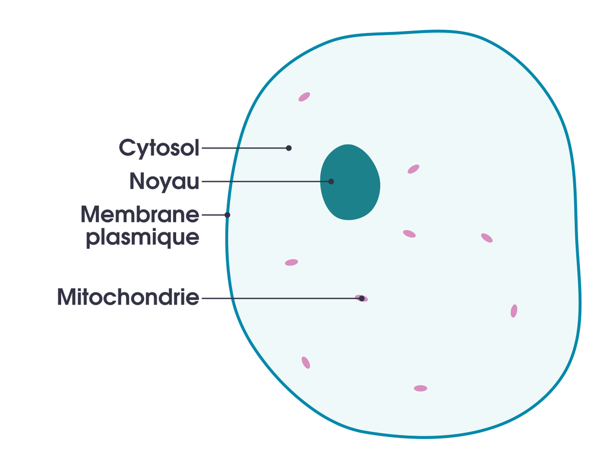 Schéma d’une cellule animale avec ses structures légendées en français.