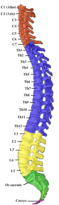 Colonne vertébrale vue de profil avec cinq segments colorés, du cou au coccyx, et ses courbures.