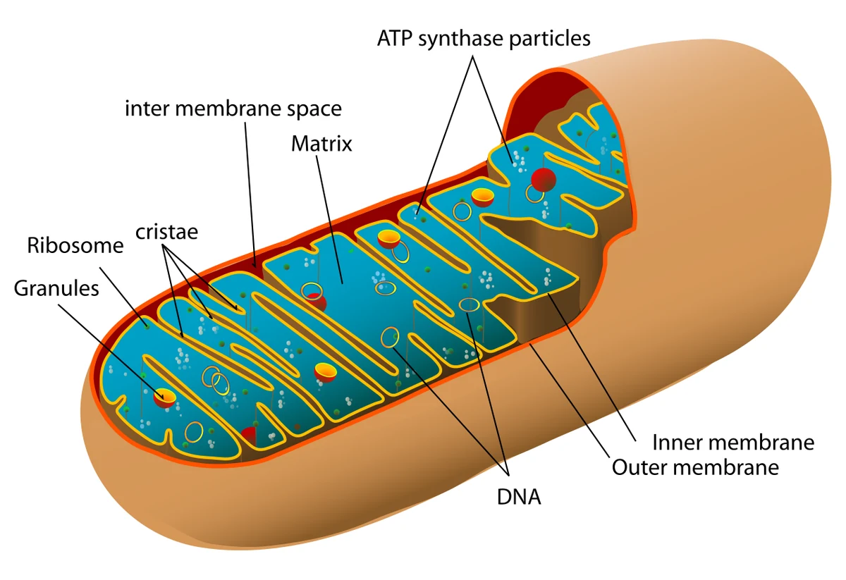 Coupe schématique d’une mitochondrie montrant les membranes externe et interne, les crêtes et la matrice.