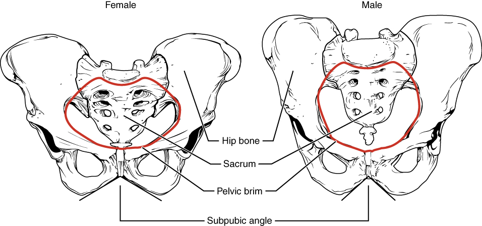 Comparaison d’un bassin féminin et d’un bassin masculin vus de face, avec le détroit supérieur et l’angle sous-pubien.