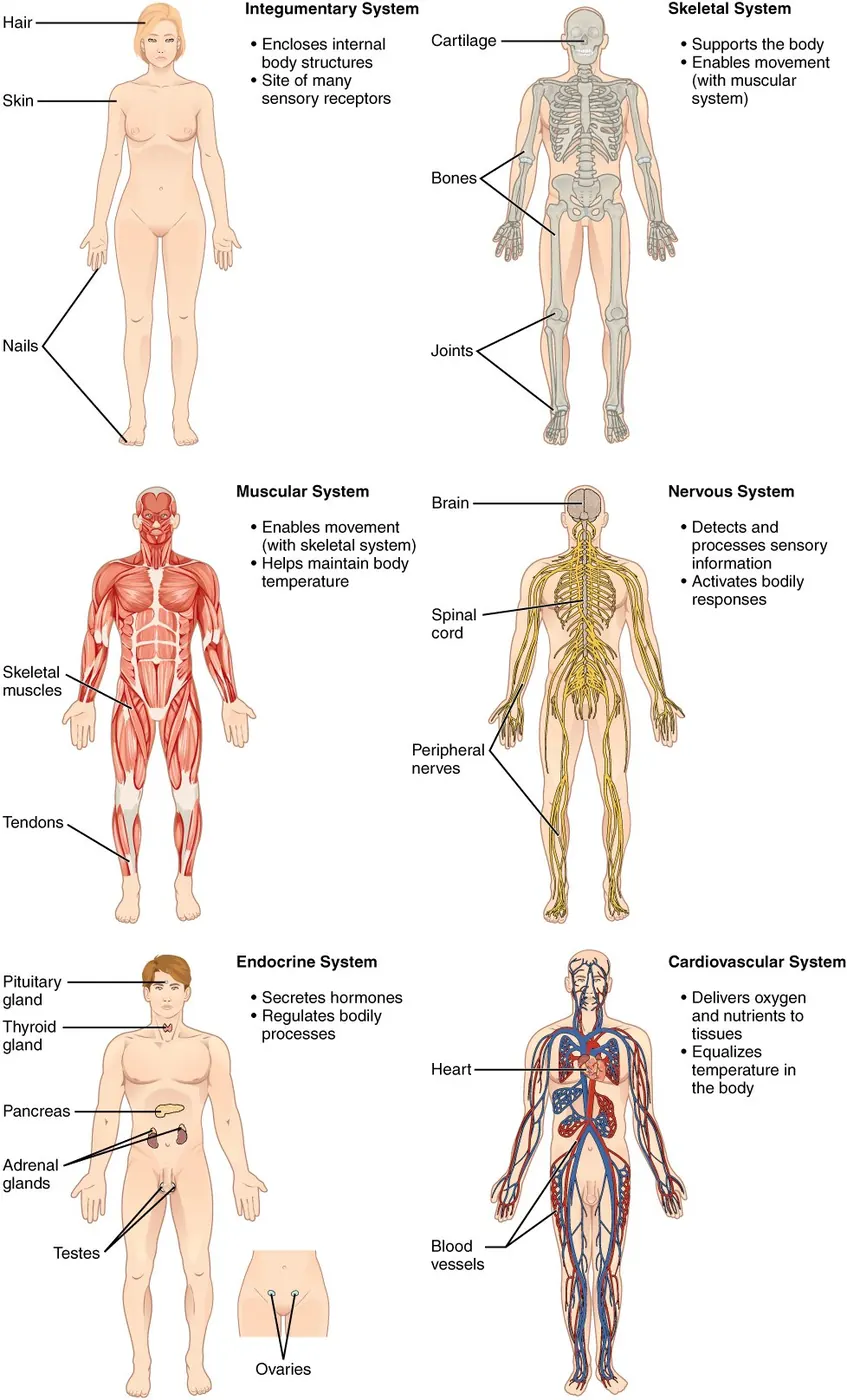 Six silhouettes présentant le tégument, le squelette, les muscles, le système nerveux, le système endocrinien et le système cardiovasculaire.