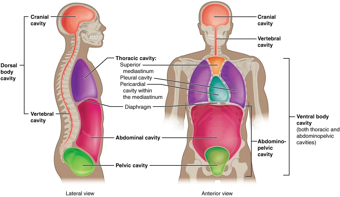 Vue latérale et vue antérieure du tronc montrant les cavités crânienne, vertébrale, thoracique, abdominale et pelvienne et le diaphragme.